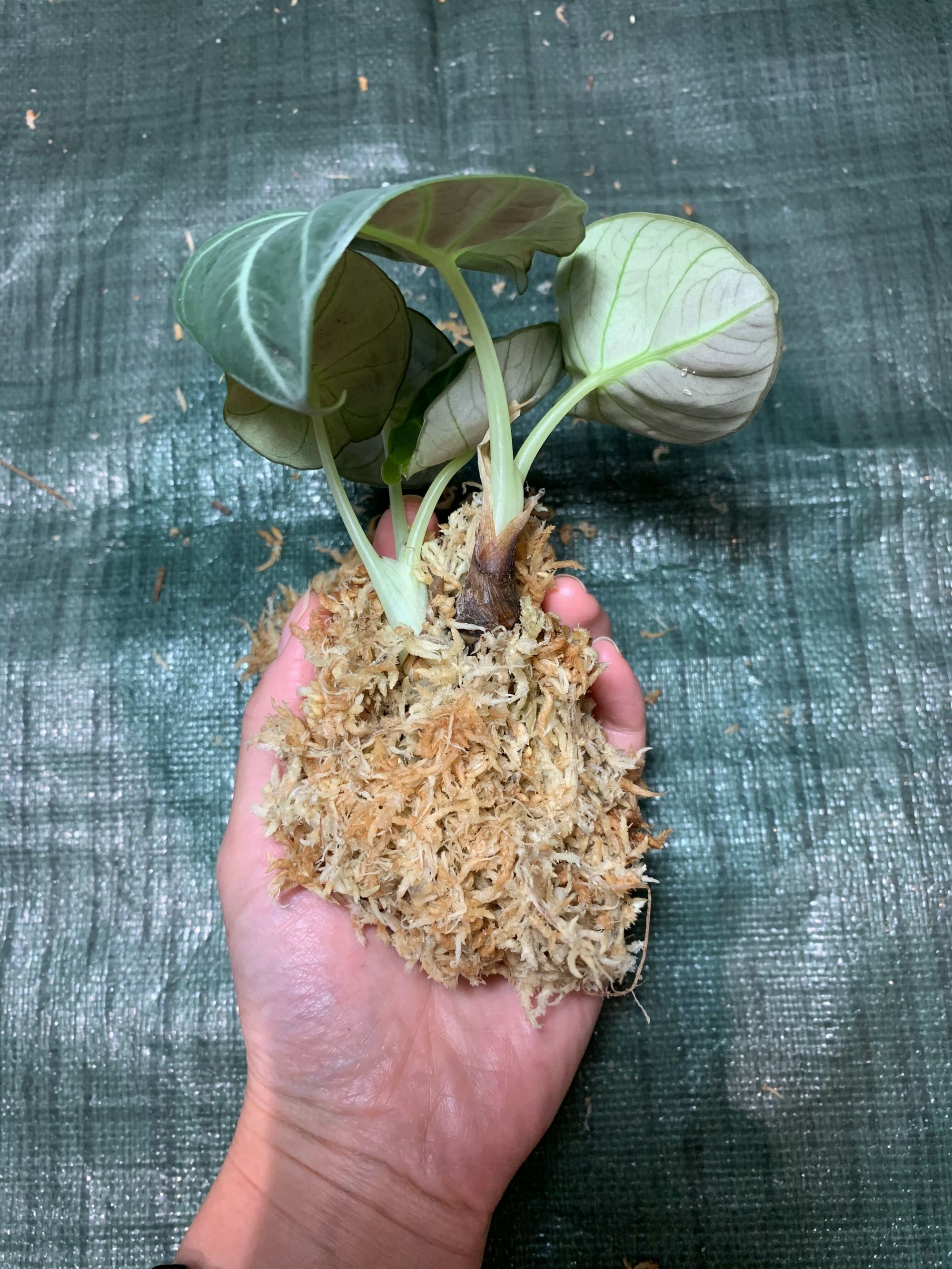 How to ship plants