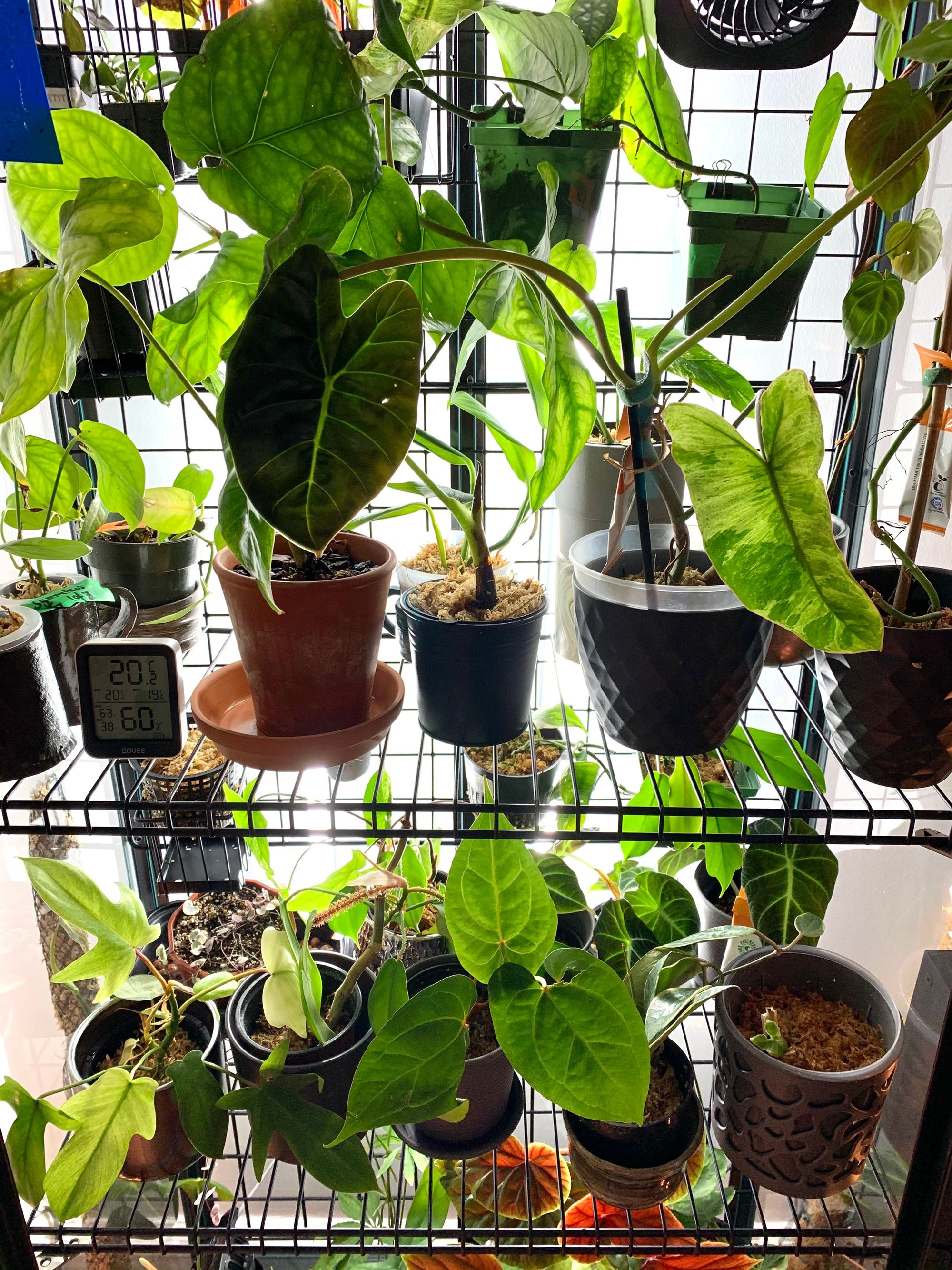 Convert Ikea Milsbo into greenhouse