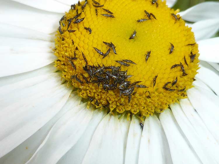 The relentless thrips - Greenhouse Management