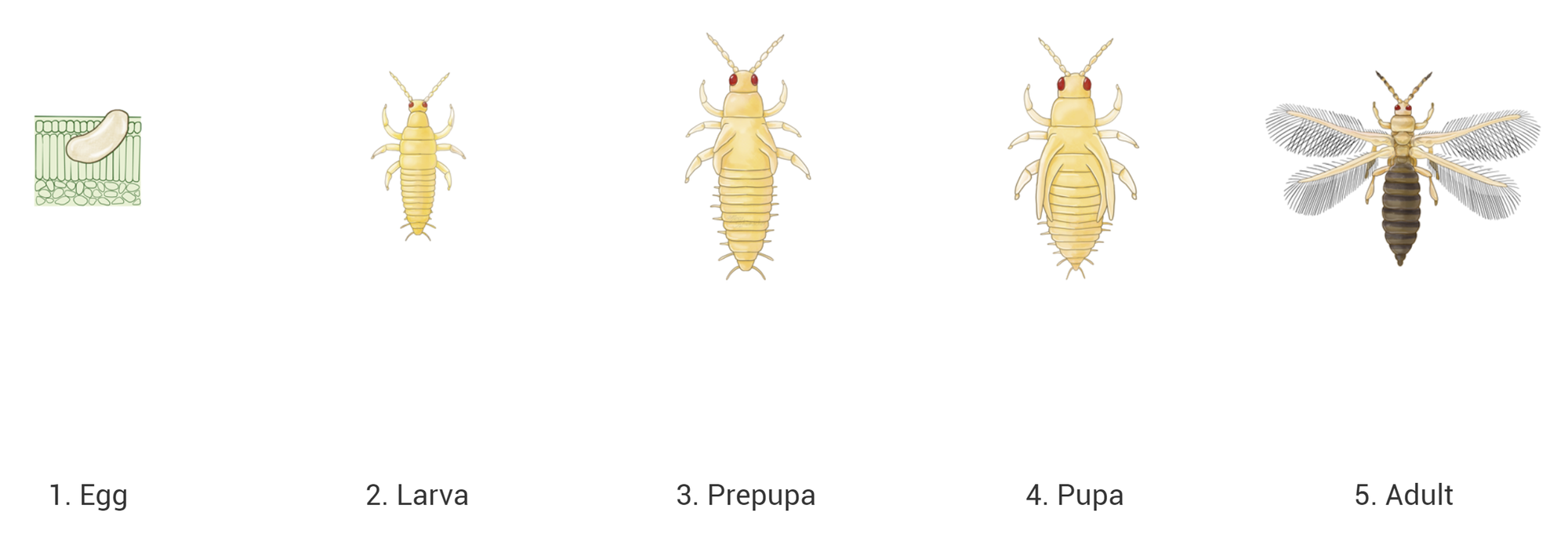 The relentless thrips - Greenhouse Management