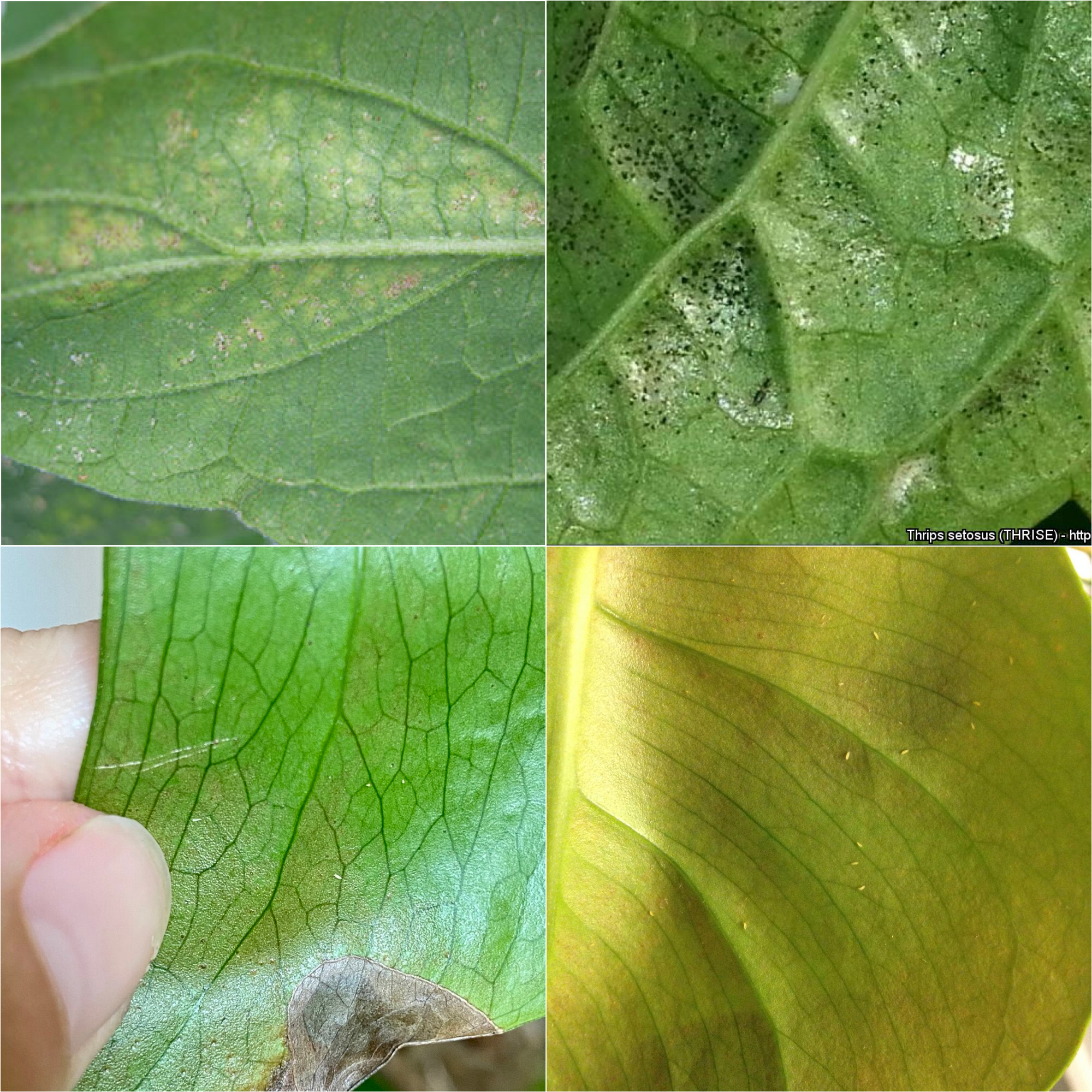How to get rid of thrips [CAN]