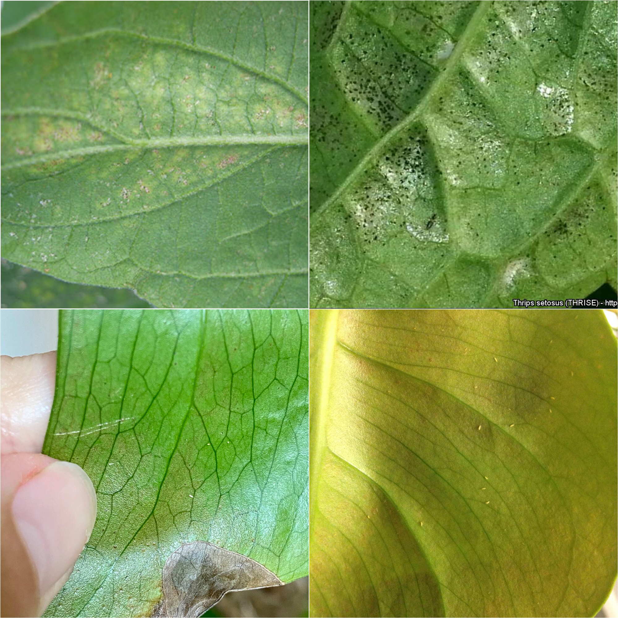 Thrips Damage