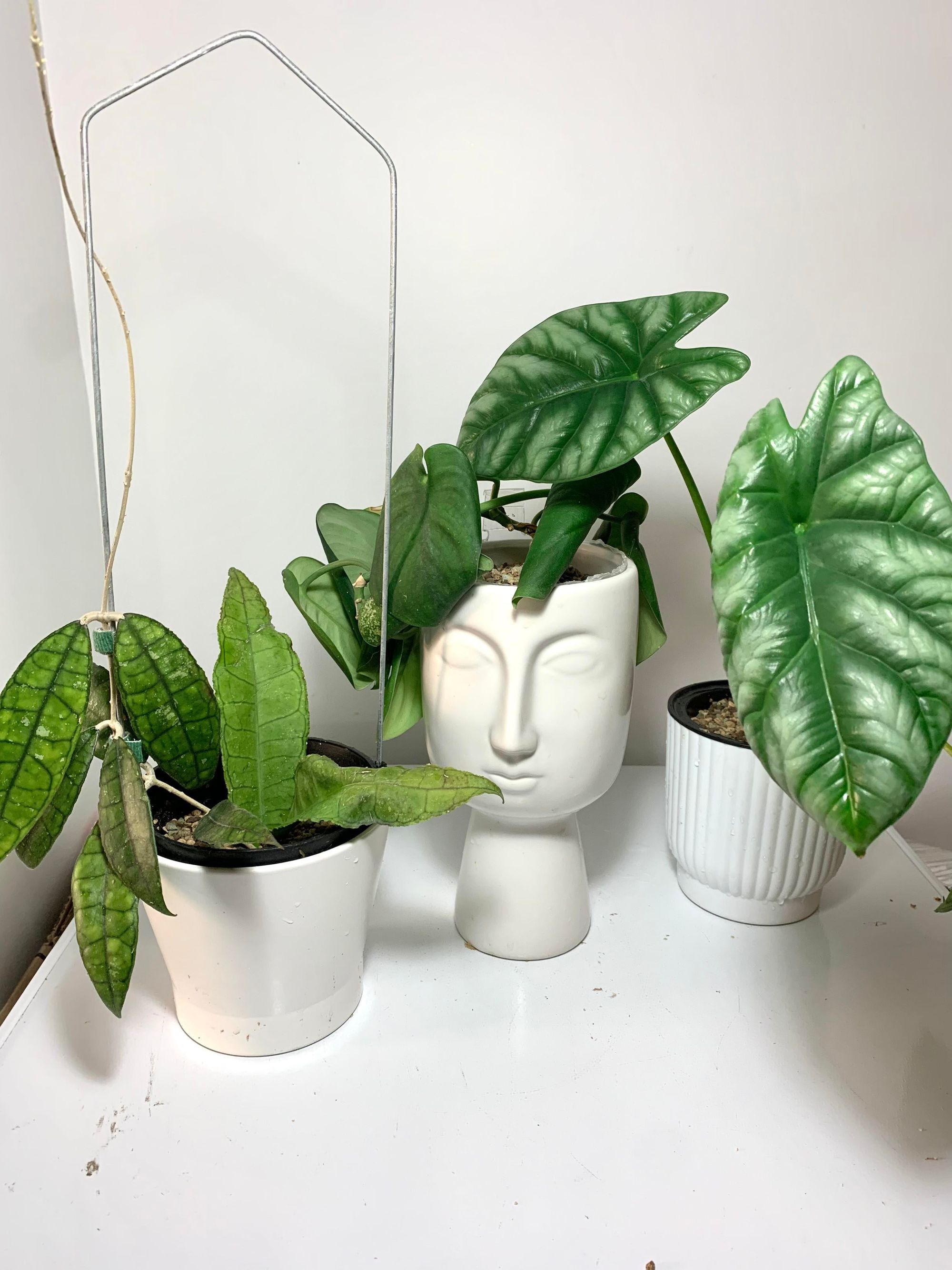 How to transition your plants to Lechuza Pon