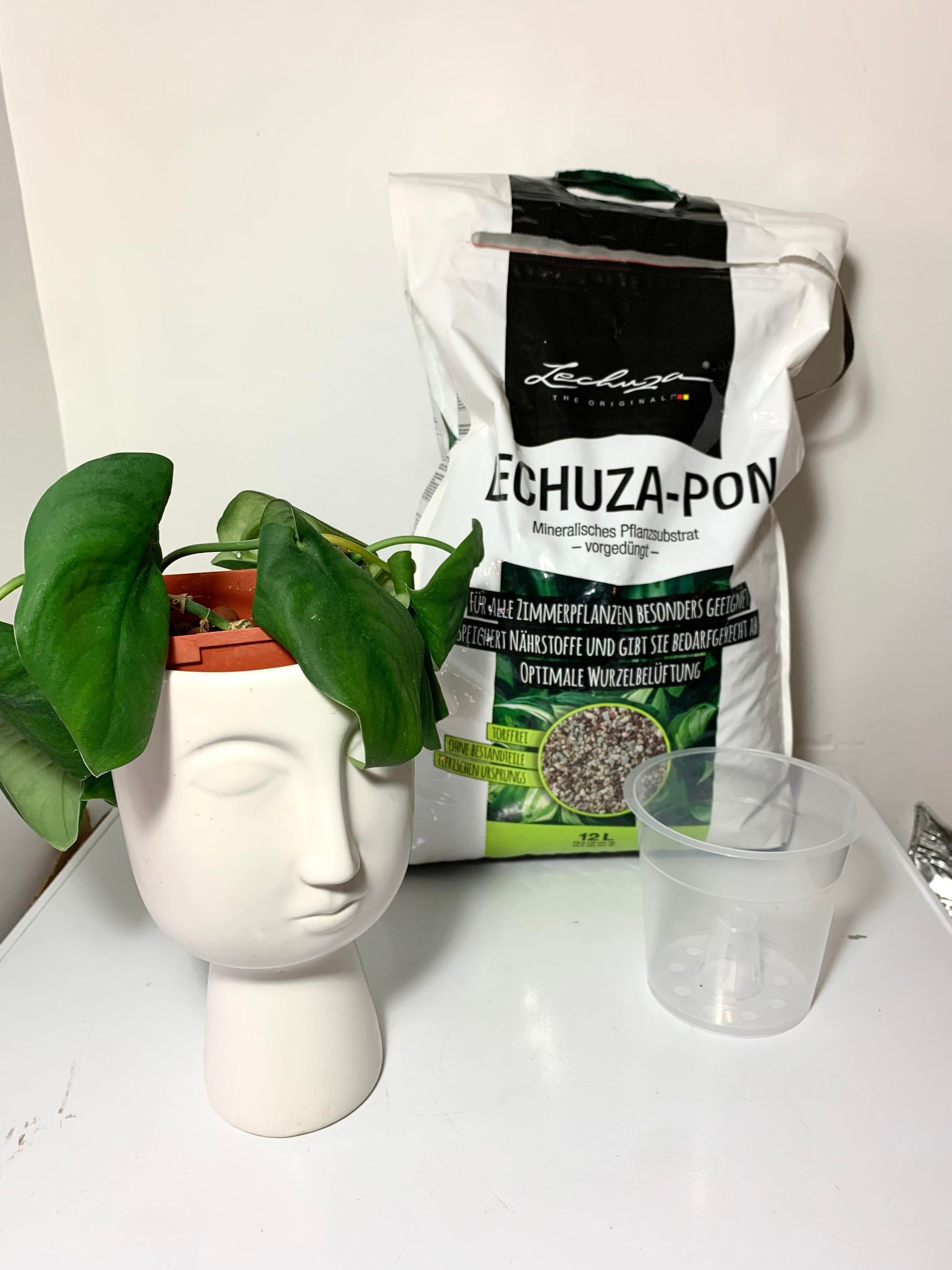 How to transition your plants to Lechuza Pon