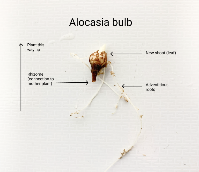 How to grow alocasia bulbs